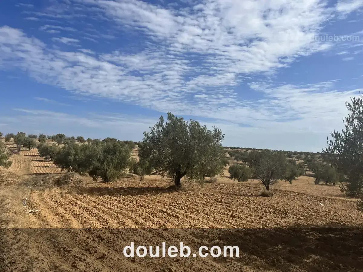 Terrain 2500 m avec 18 oliviers ouest monastir à Tunis