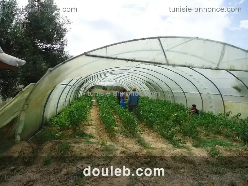 Terrain agricole kalaa essghira à Tunis