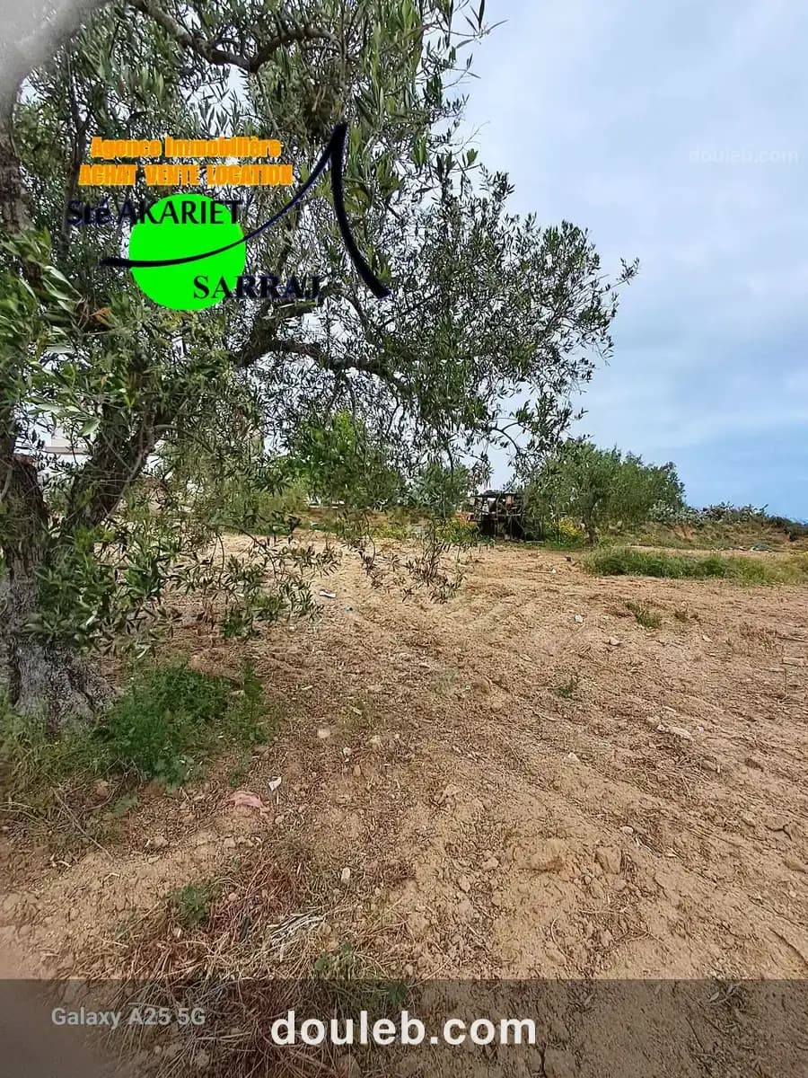 Terrain 12000m pas loin de koussour gharnata - Miniature 4