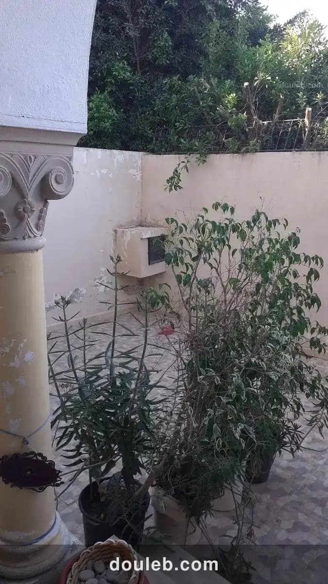 Duplex ariana - Miniature 3