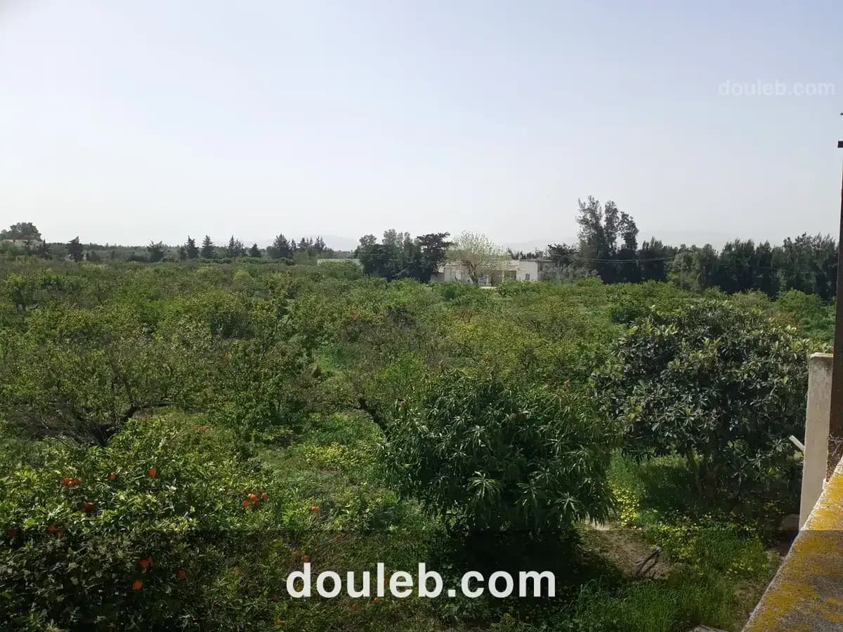 Senia 8 hectares slimene - Miniature 4