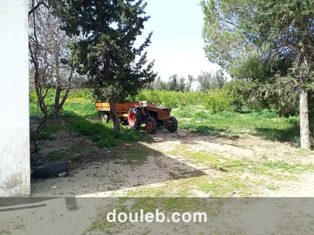 Senia 8 hectares slimene - Miniature 5