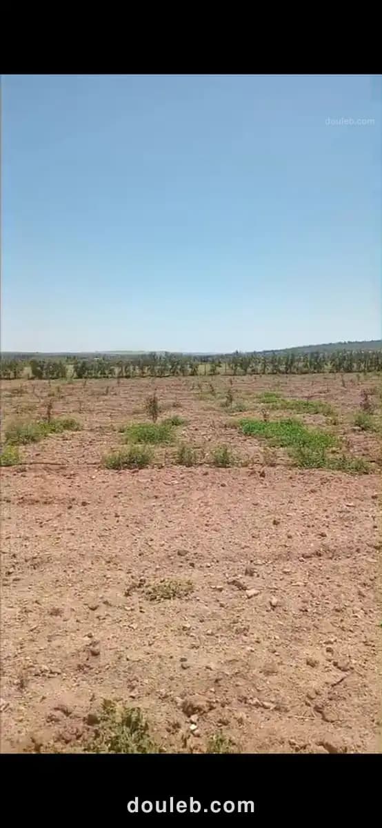 Terrain agricole à borj el amri avec sondage - Miniature 2