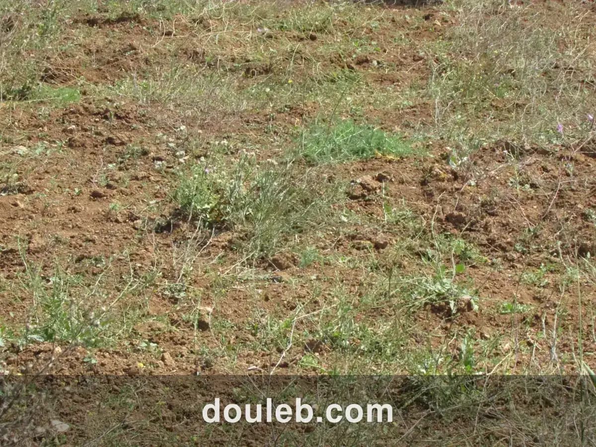 3 hectares pour une petite ferme - Miniature 4