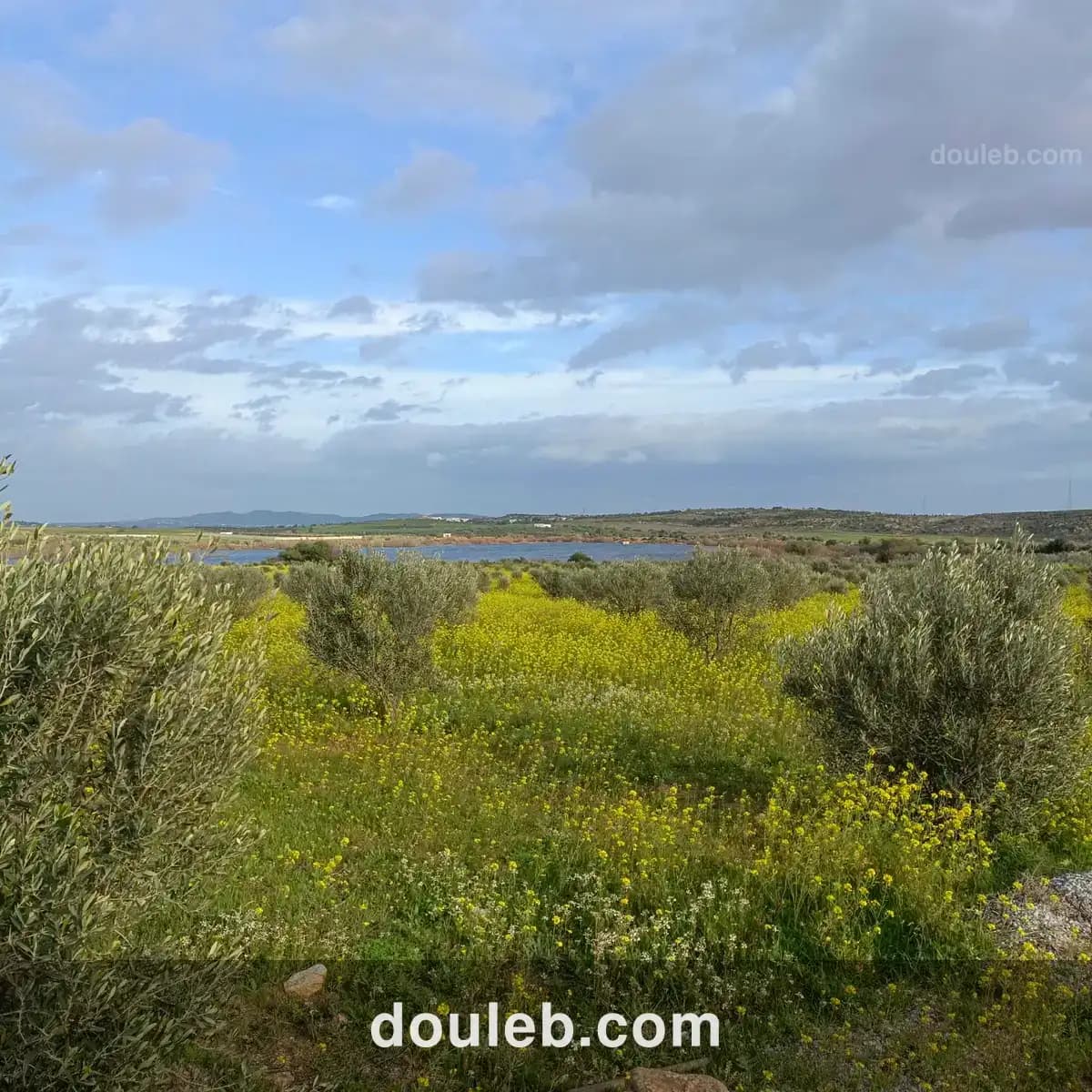 Av terrain de 1000m à 3000m à hammamet sud - Miniature 2