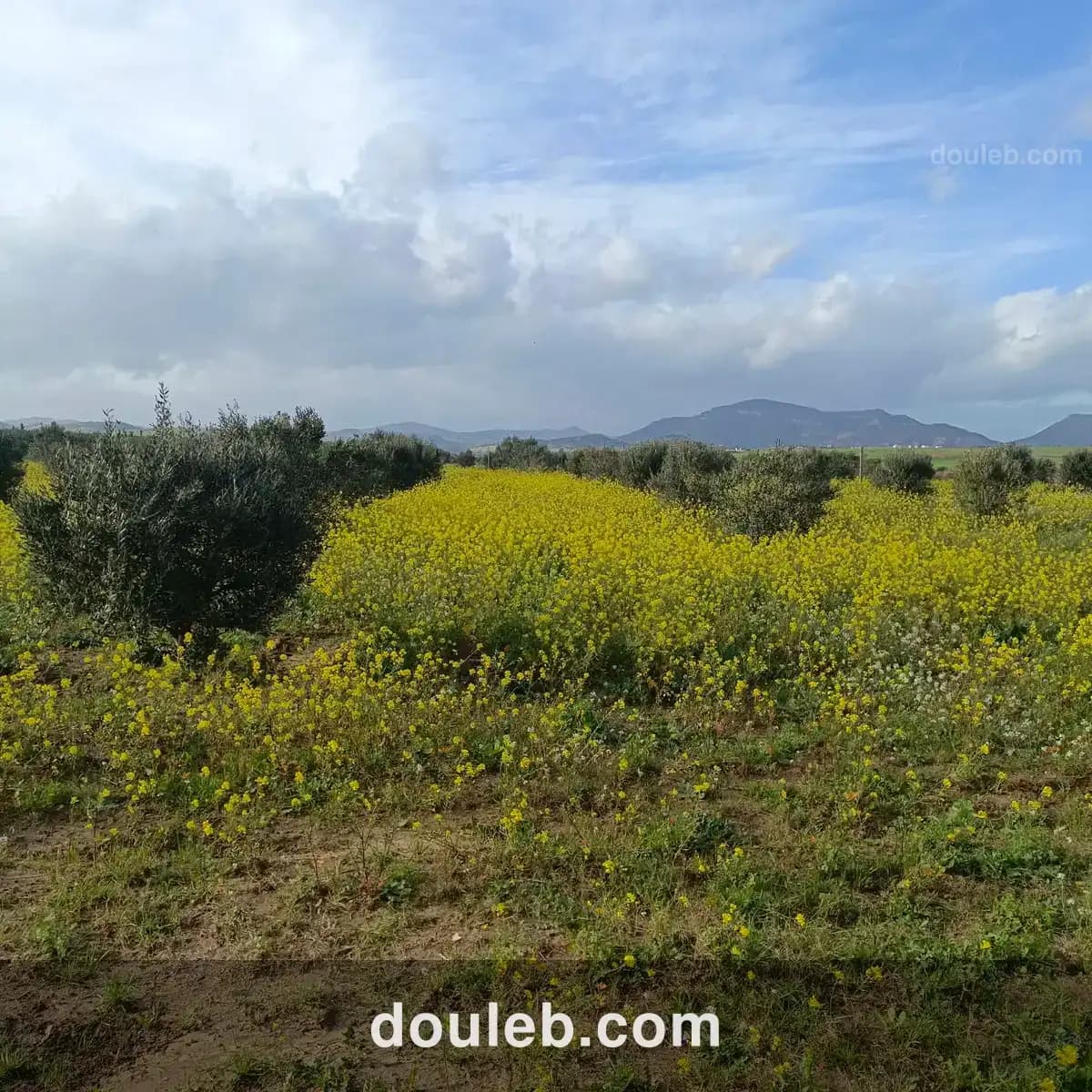 Av terrain de 1000m à 3000m à hammamet sud - Miniature 3