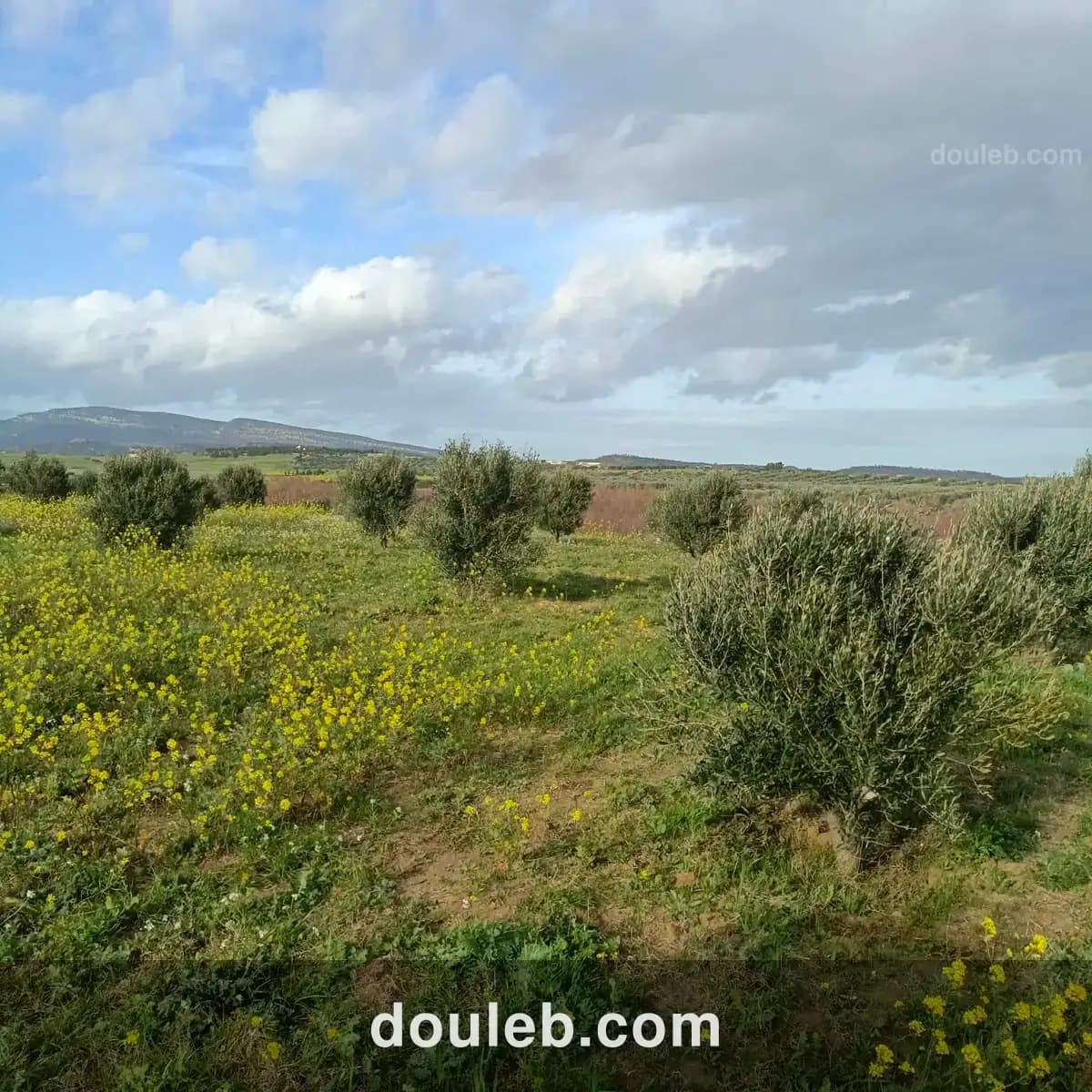 Av terrain de 1000m à 3000m à hammamet sud - Miniature 4