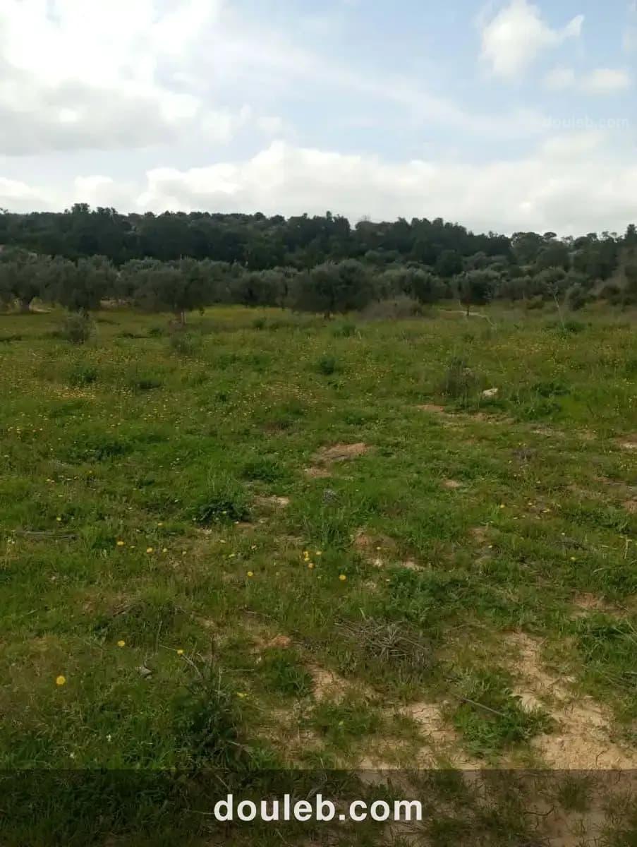 Av terrain 4100m avec oliviers à zaghouan - Photo 1