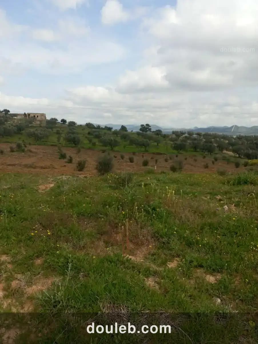 Av terrain 4100m avec oliviers à zaghouan - Miniature 2