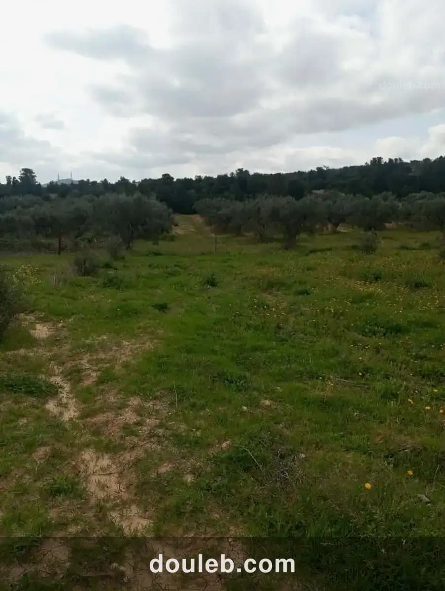 Av terrain 4100m avec oliviers à zaghouan - Miniature 3