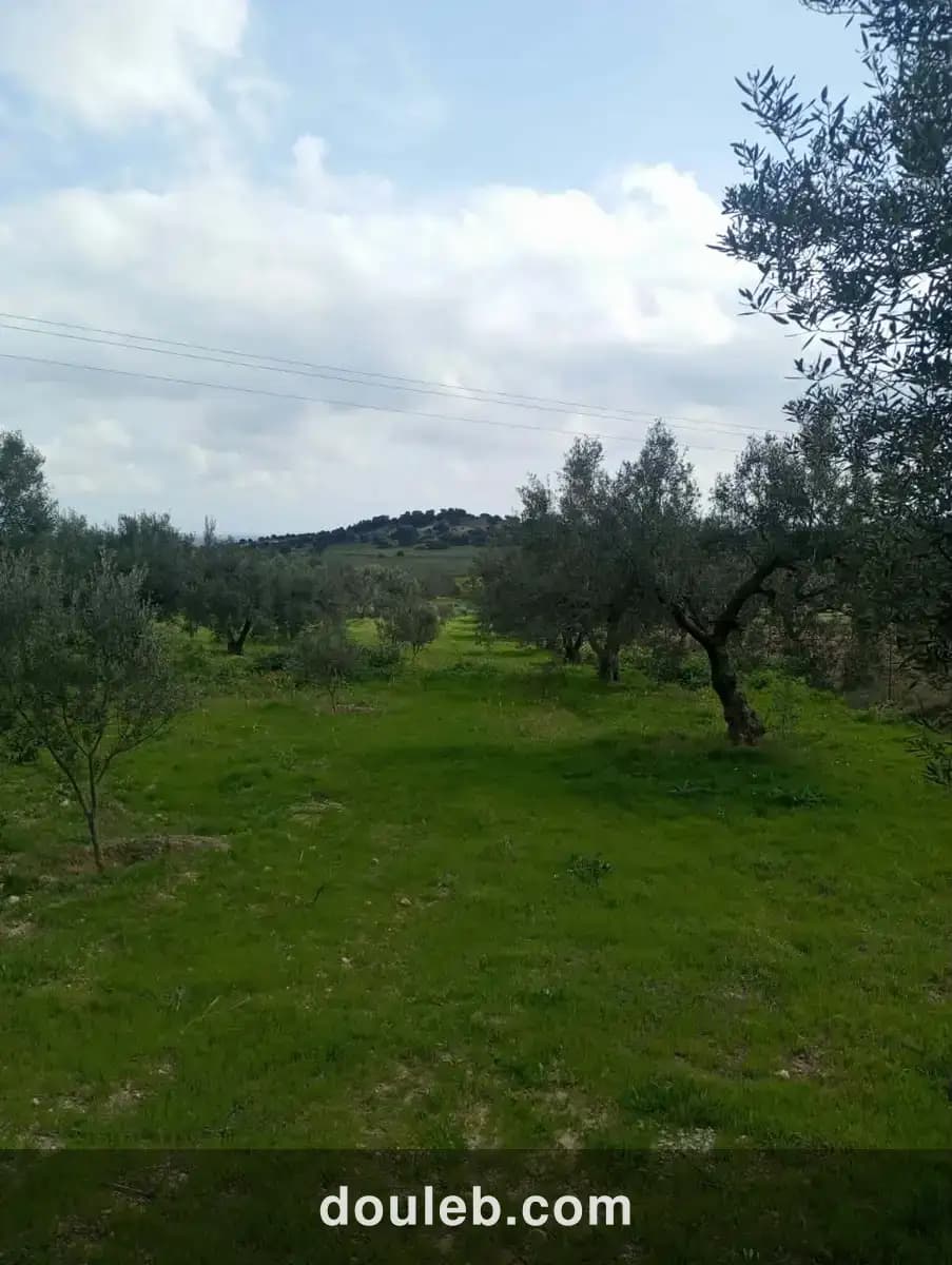 Av terrain 9000m à zaghouan zriba - Photo 1