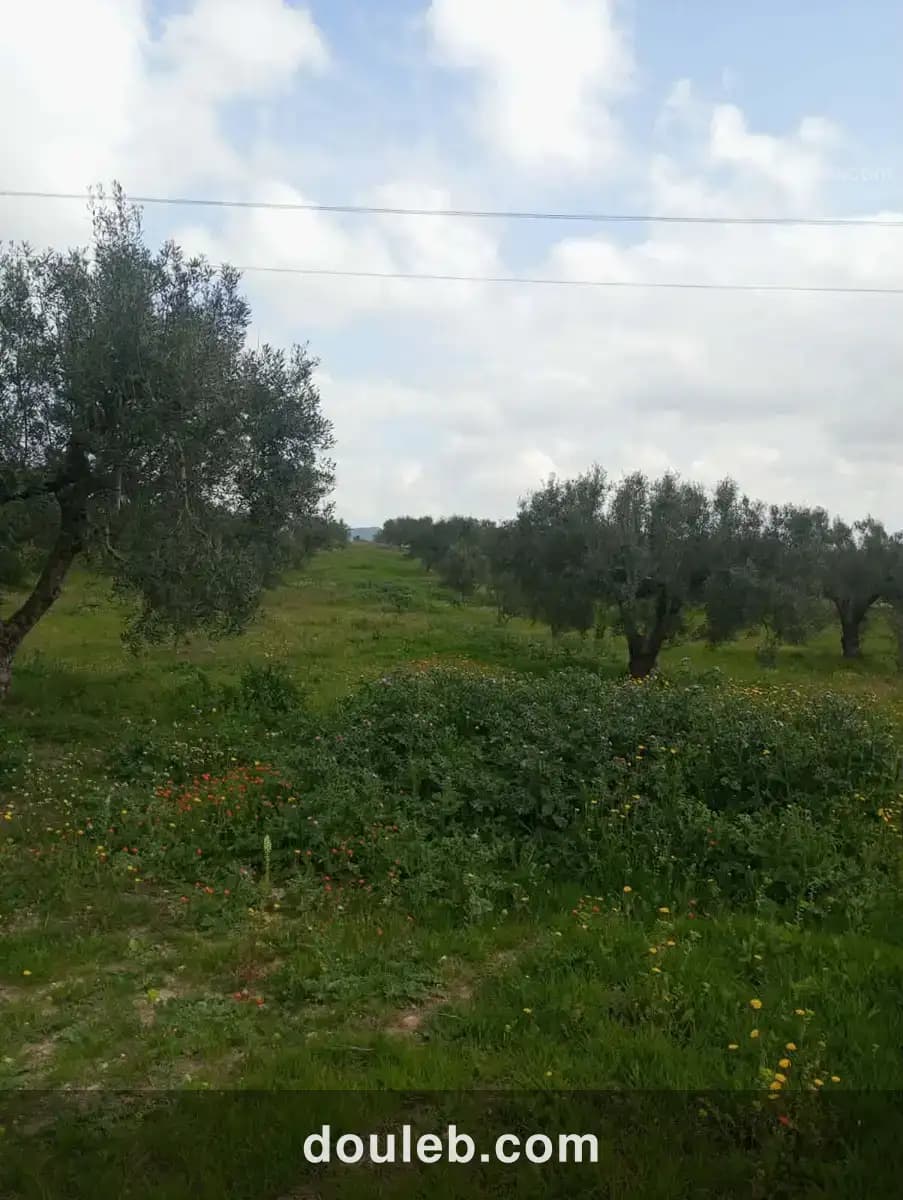 Av terrain 9000m à zaghouan zriba - Miniature 2