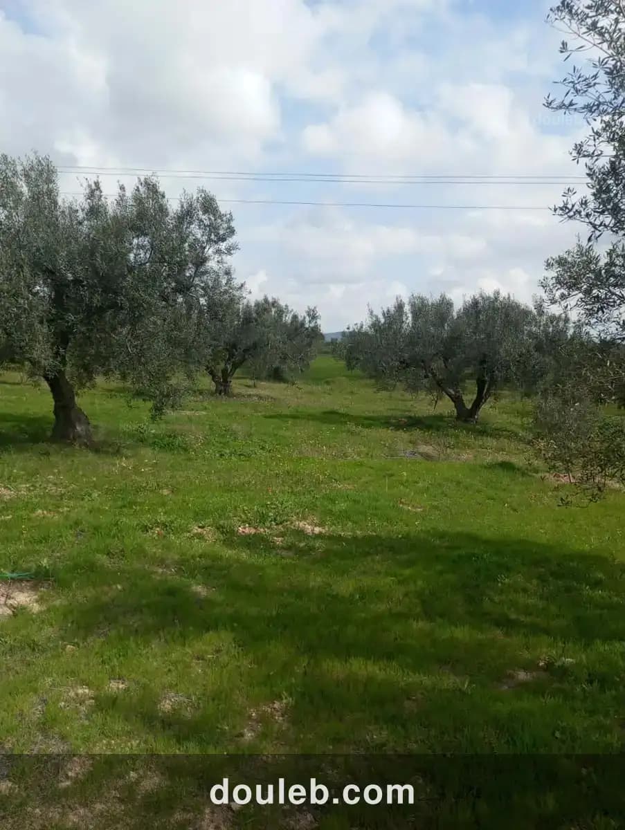 Av terrain 9000m à zaghouan zriba - Miniature 3