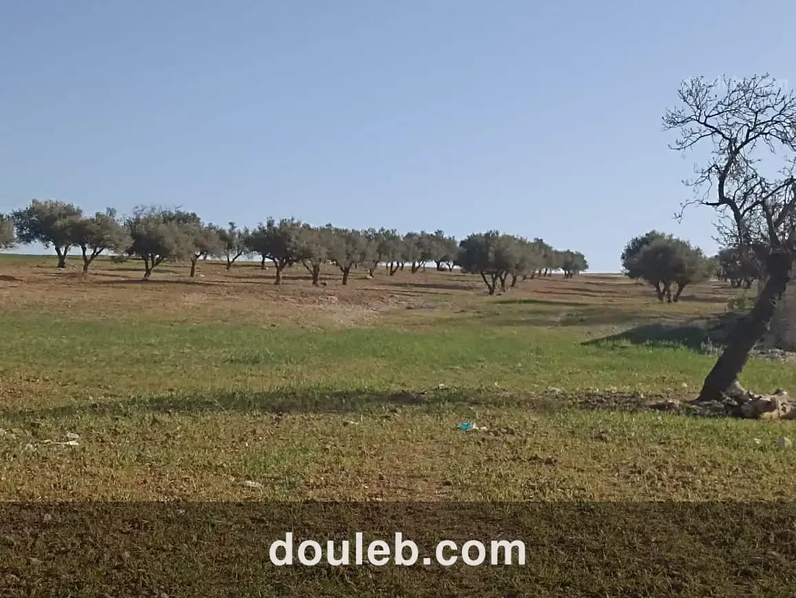 5 hectare 1h oliviers 4h nu - Miniature 2