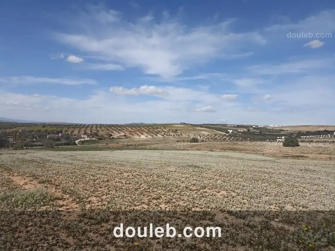 5 hectare 1h oliviers 4h nu - Miniature 3