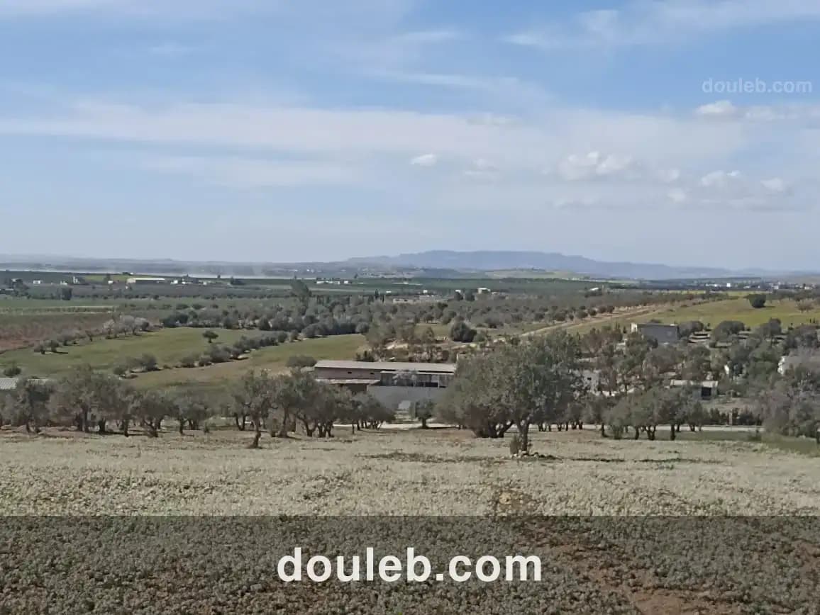 5 hectare 1h oliviers 4h nu - Miniature 4