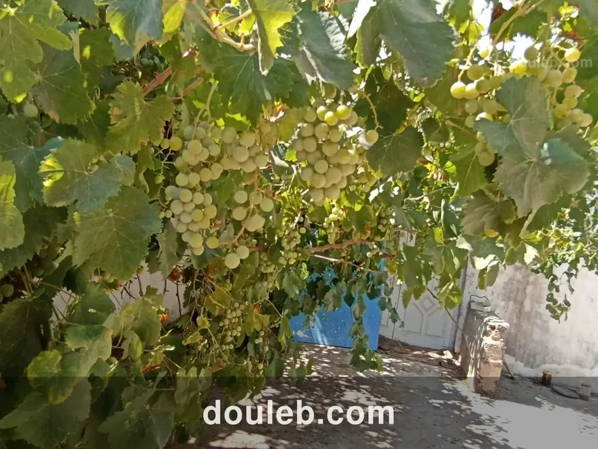 Petite ferme 47km de tunis - Miniature 3