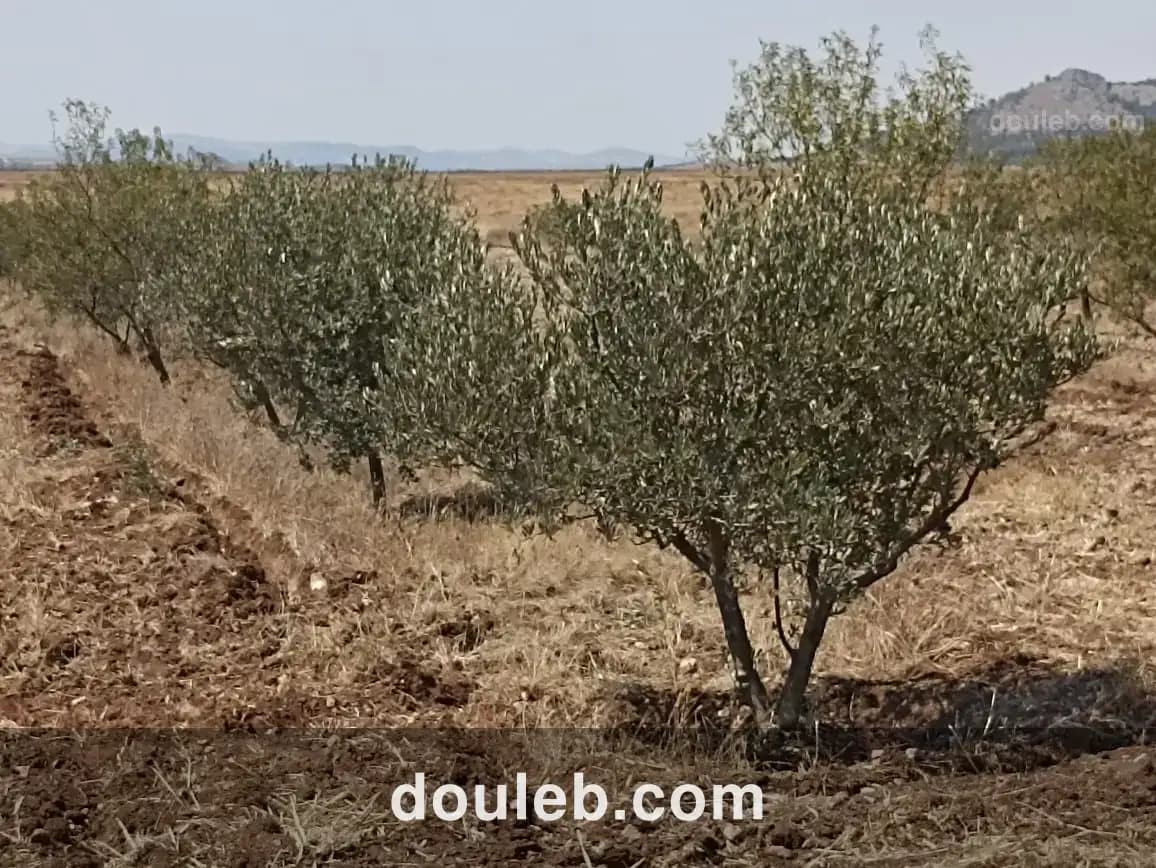 Petite ferme 47km de tunis - Miniature 5