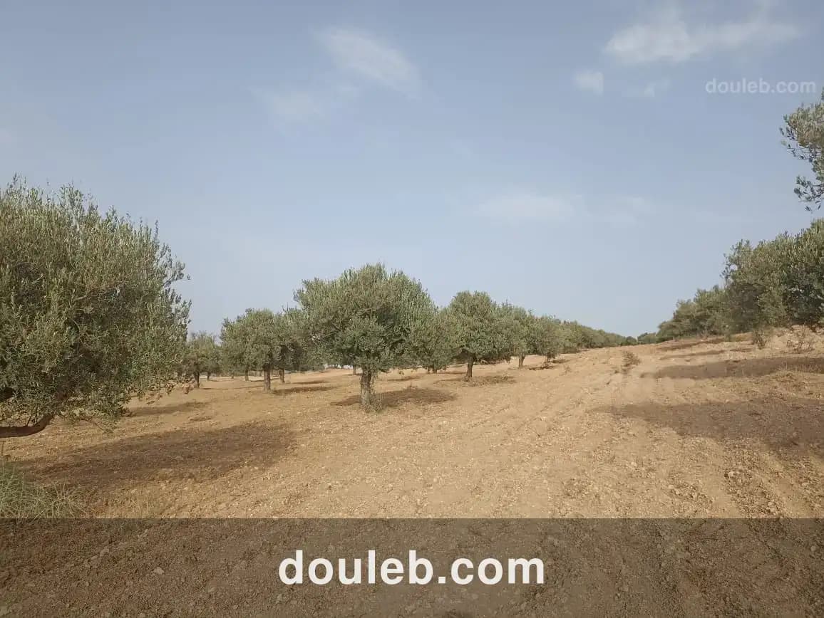 2 hectares 200 oliviers - Miniature 2