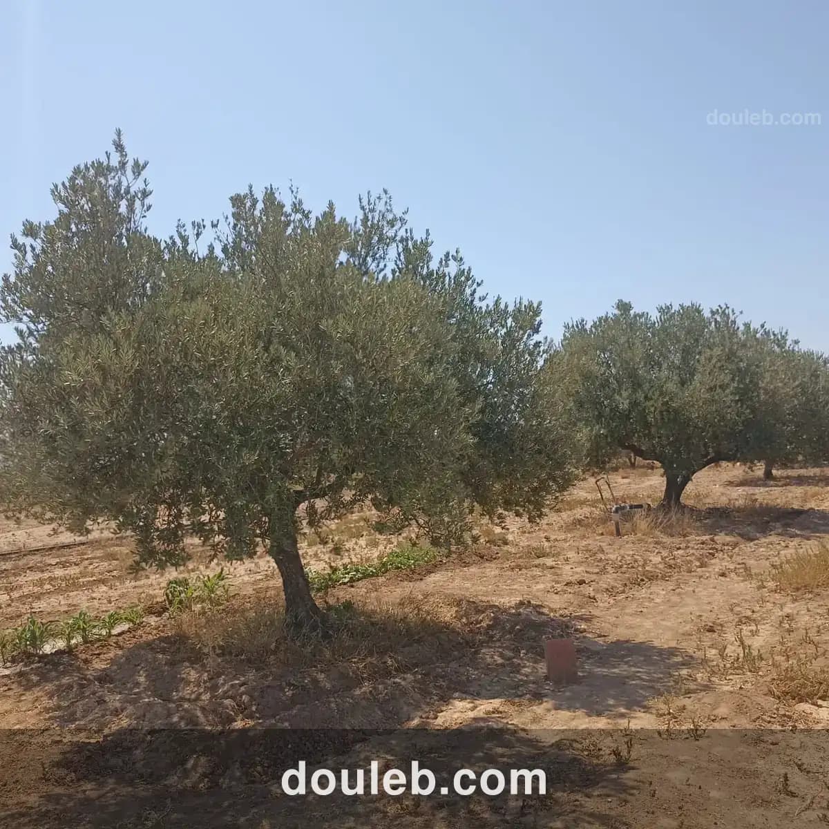 Ferme 4 hectares elfahs - Miniature 2