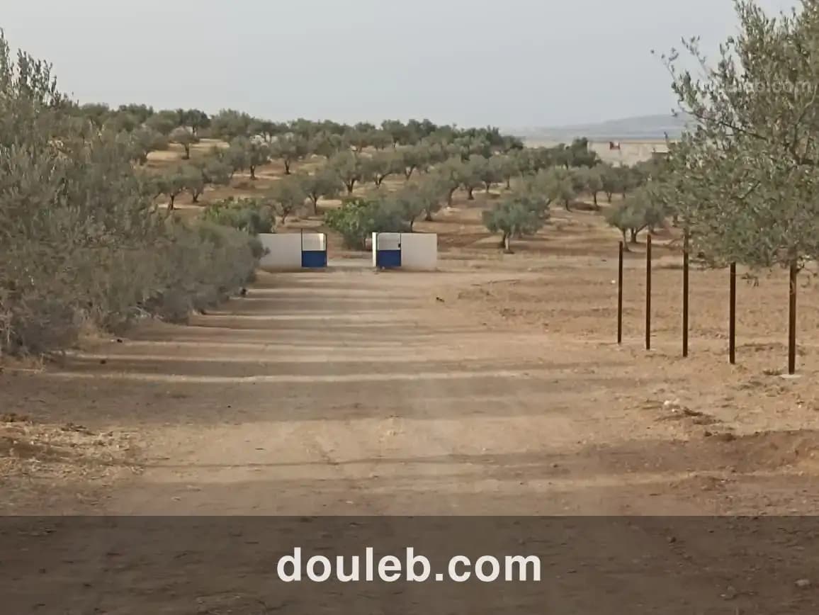 2 hectares 200 oliviers - Miniature 4