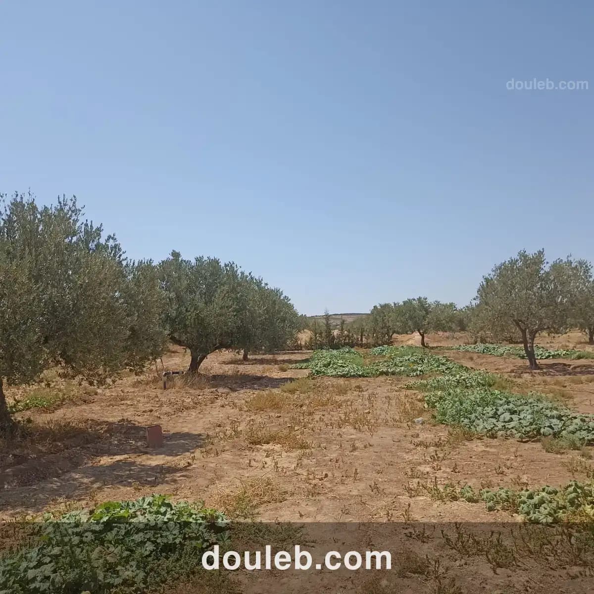 Ferme 4 hectares elfahs - Miniature 3