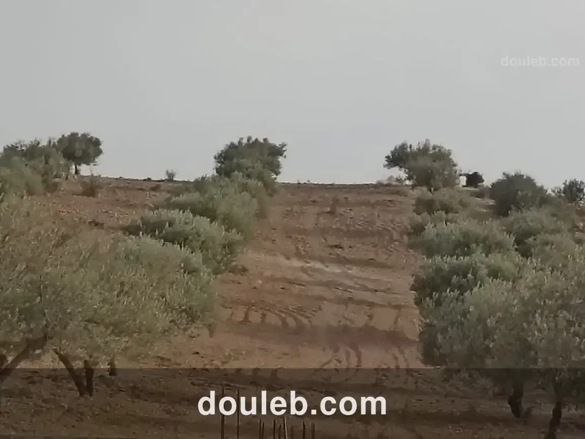 2 hectares 200 oliviers - Miniature 5