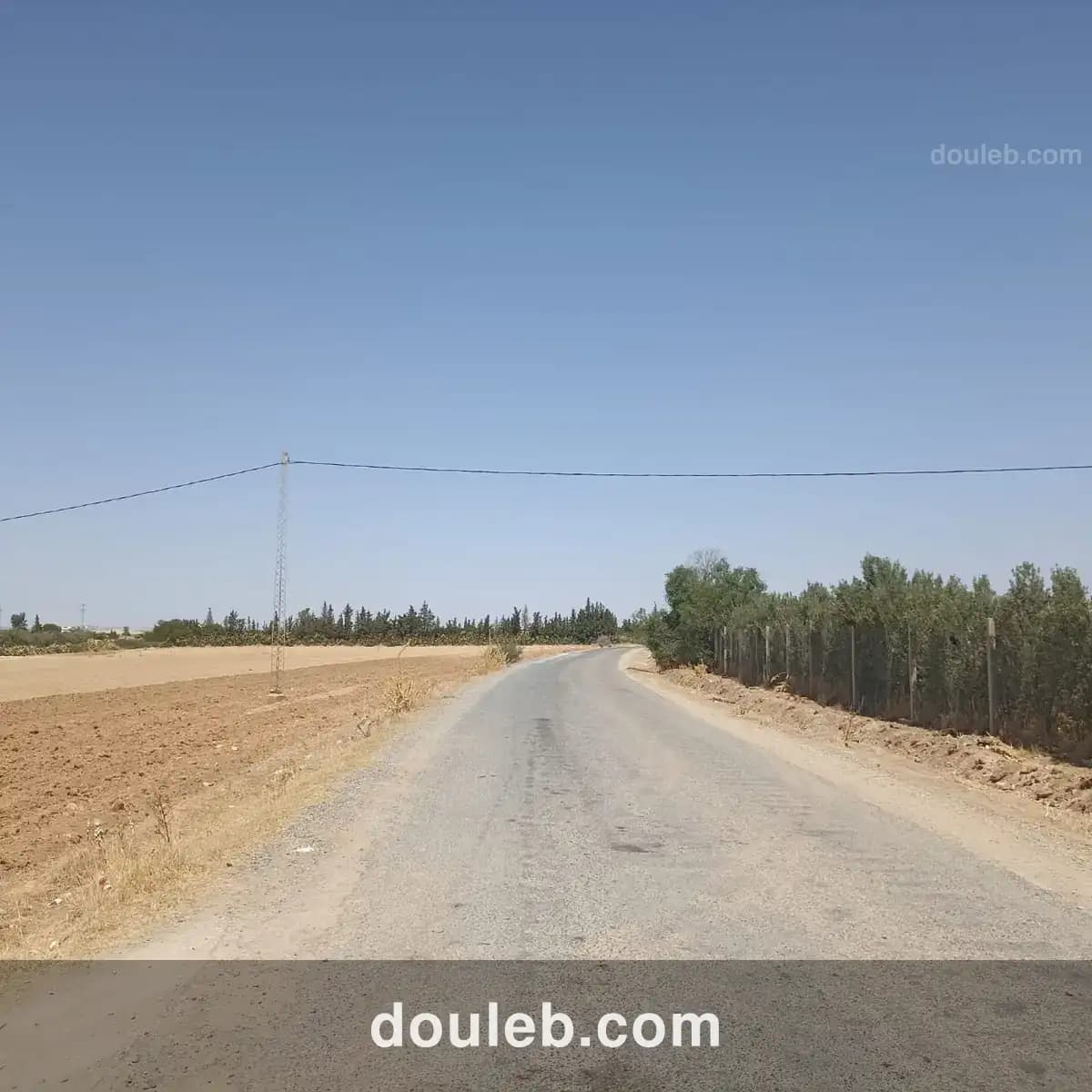 Ferme 4 hectares elfahs - Miniature 5