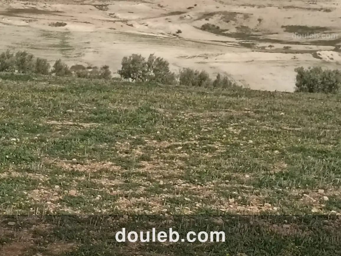 22 hectares 4 hectares d'oliviers 18 hectares nu - Photo 1