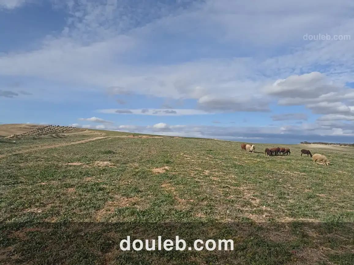 11 hectares 2 hectares d'oliviers 9 hectares nu - Photo 1