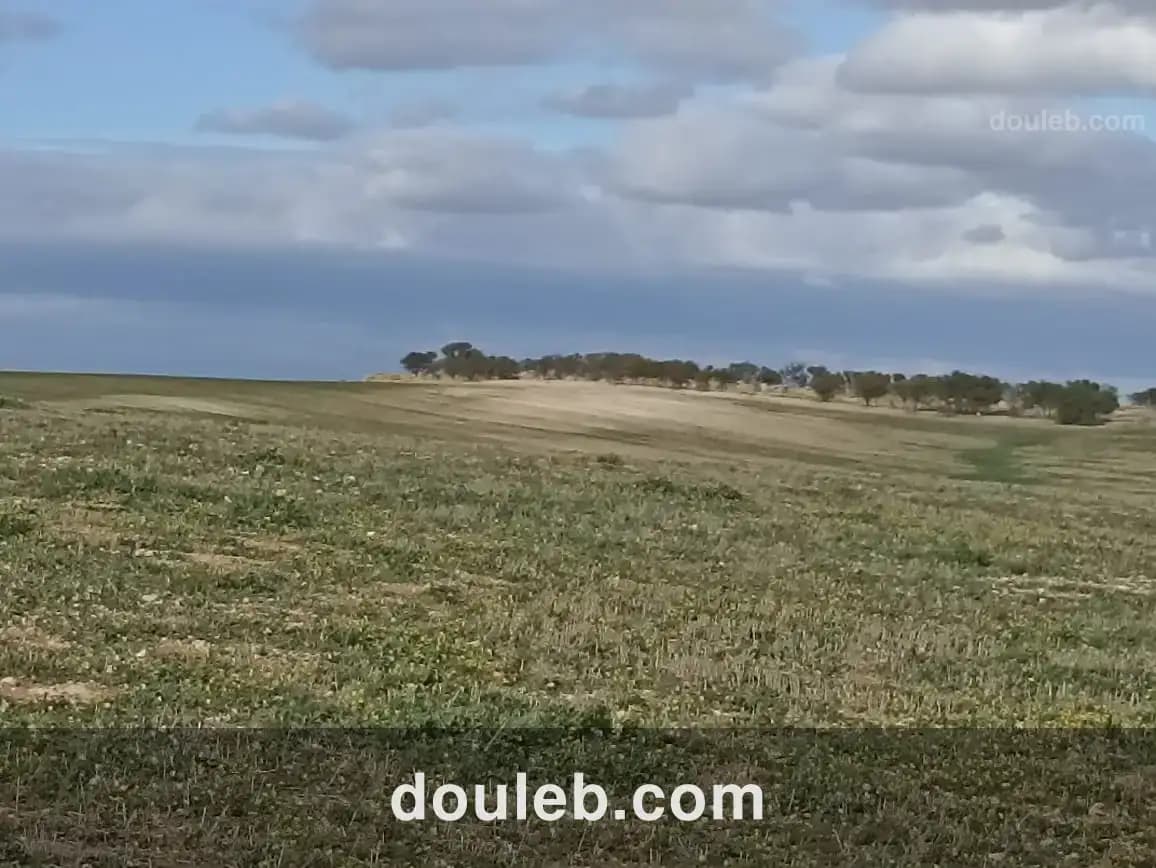 22 hectares 4 hectares d'oliviers 18 hectares nu - Miniature 2