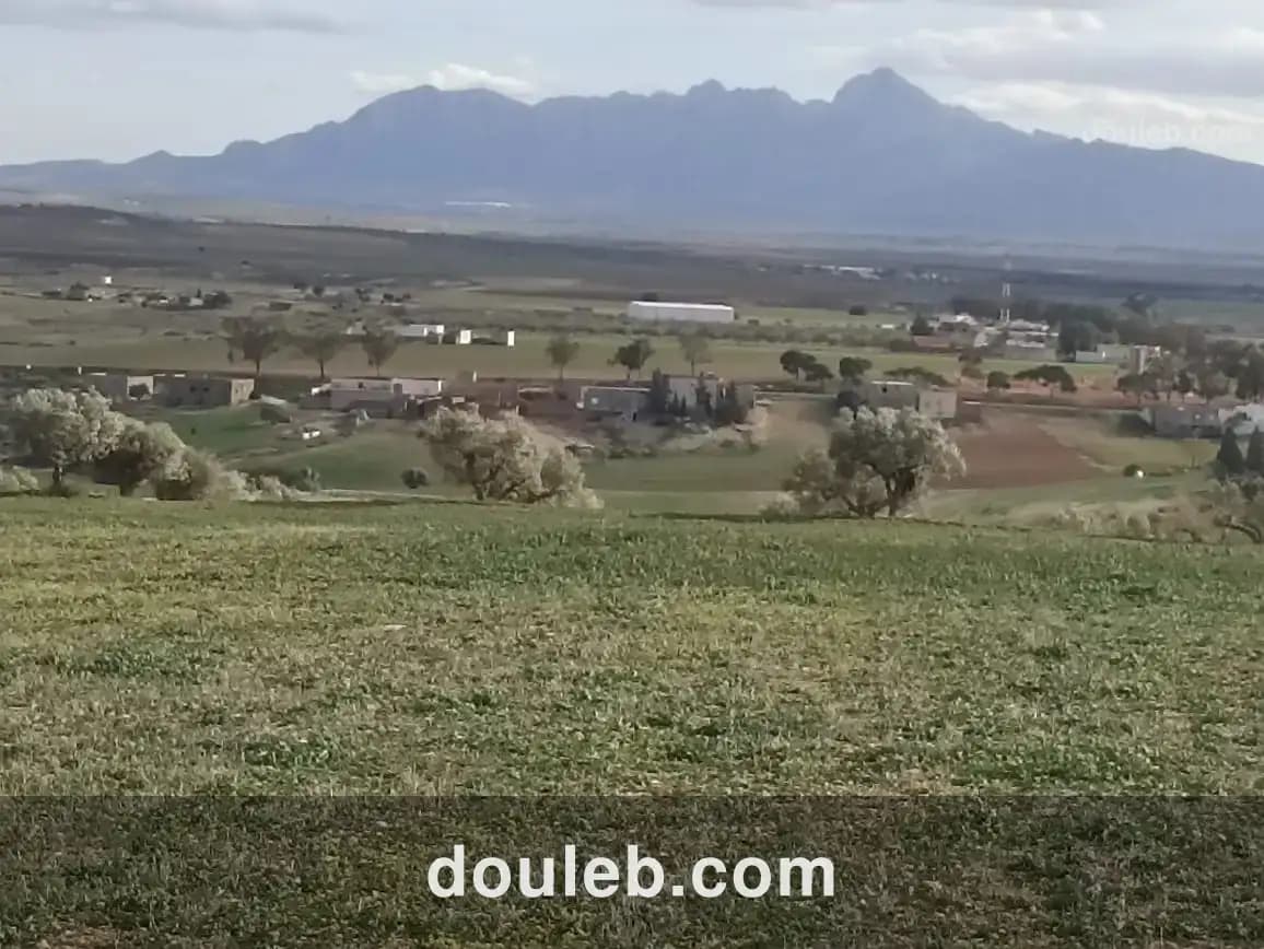 11 hectares 2 hectares d'oliviers 9 hectares nu - Miniature 2