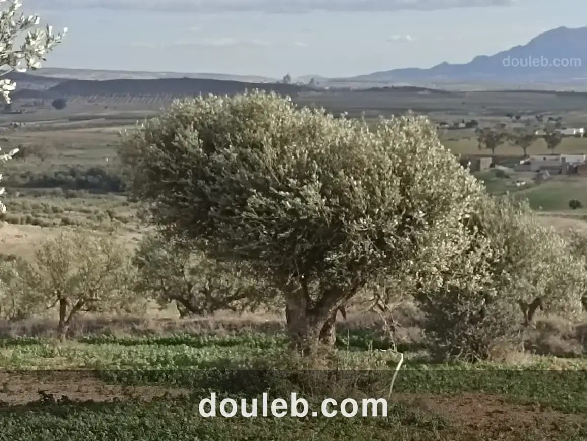 22 hectares 4 hectares d'oliviers 18 hectares nu - Miniature 3