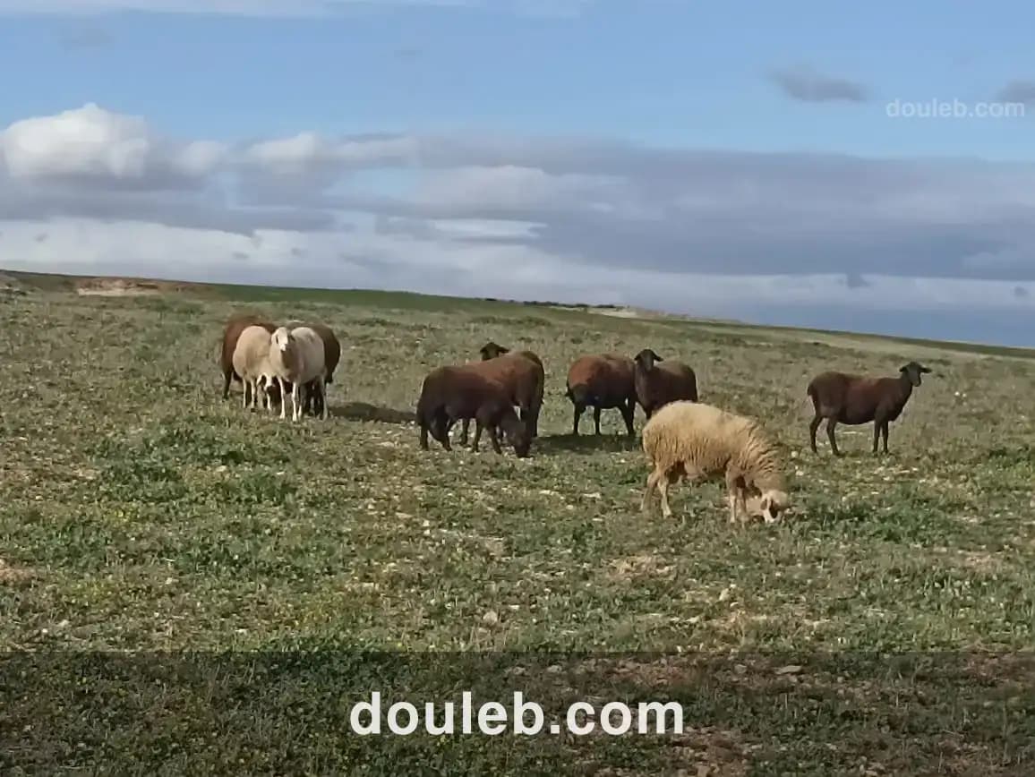 11 hectares 2 hectares d'oliviers 9 hectares nu - Miniature 3