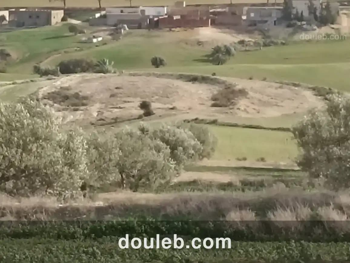 22 hectares 4 hectares d'oliviers 18 hectares nu - Miniature 4