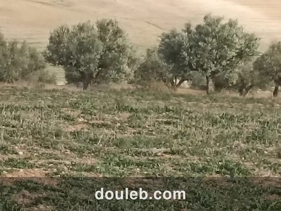 11 hectares 2 hectares d'oliviers 9 hectares nu - Miniature 4