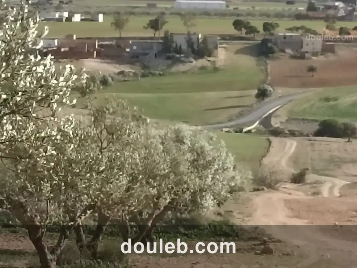 22 hectares 4 hectares d'oliviers 18 hectares nu - Miniature 5