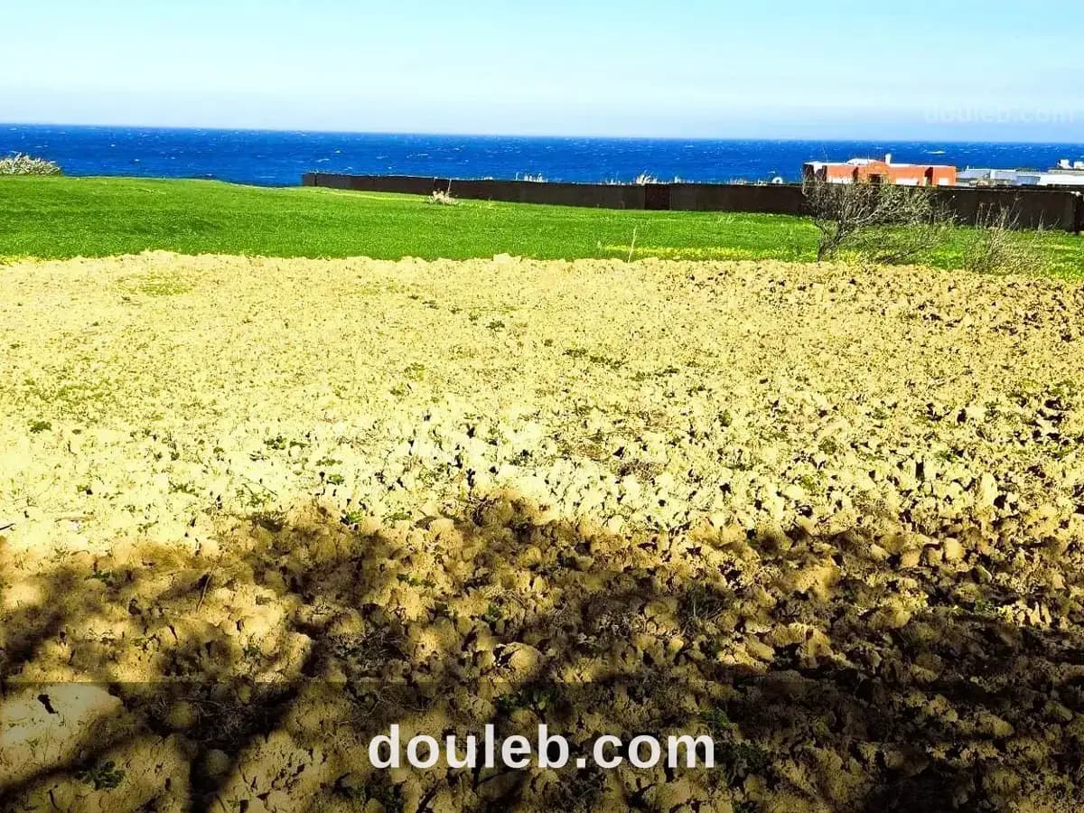 Terrain 500 m2 rafraf plage aïn mestir - Miniature 4