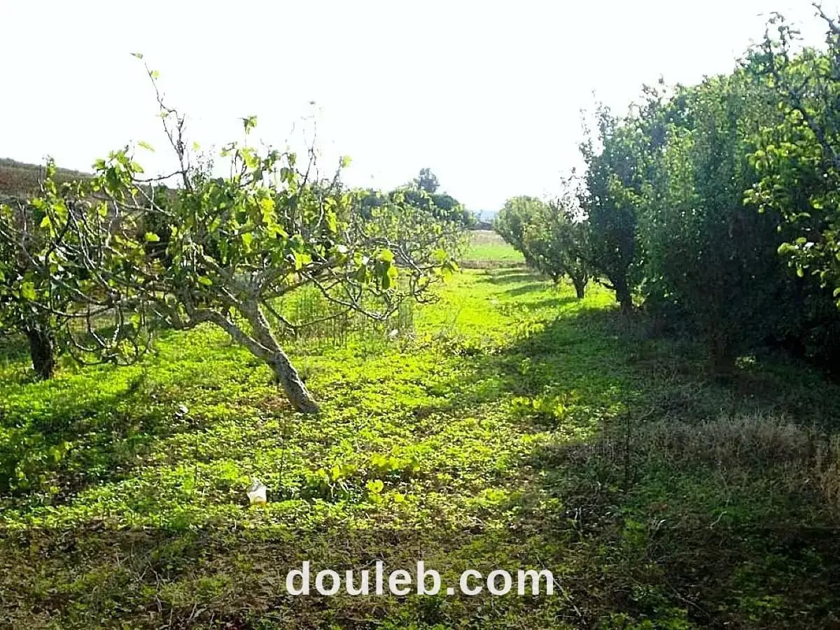 Terrain 5300 m2 a rafraf - Photo 1
