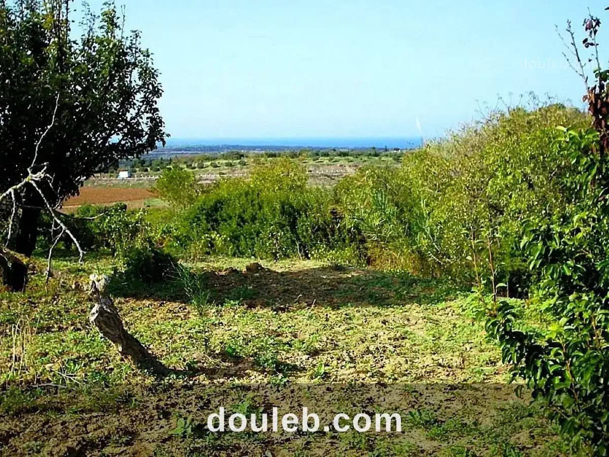 Terrain 5300 m2 a rafraf - Miniature 4