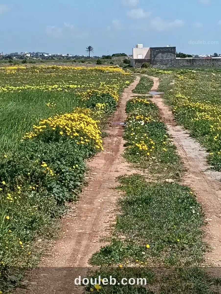 Des terrains à menzel elhor nabeul - Photo 1