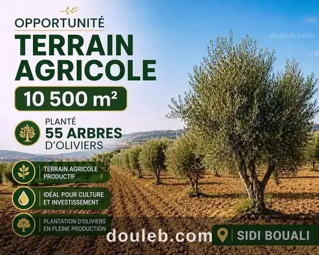 Lot 10500m prés maisons d hôte signo sidi bouali - Photo 1