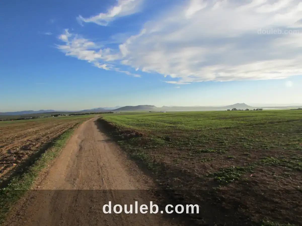 40 hectares pour la plantation d'oliviers - Photo 1