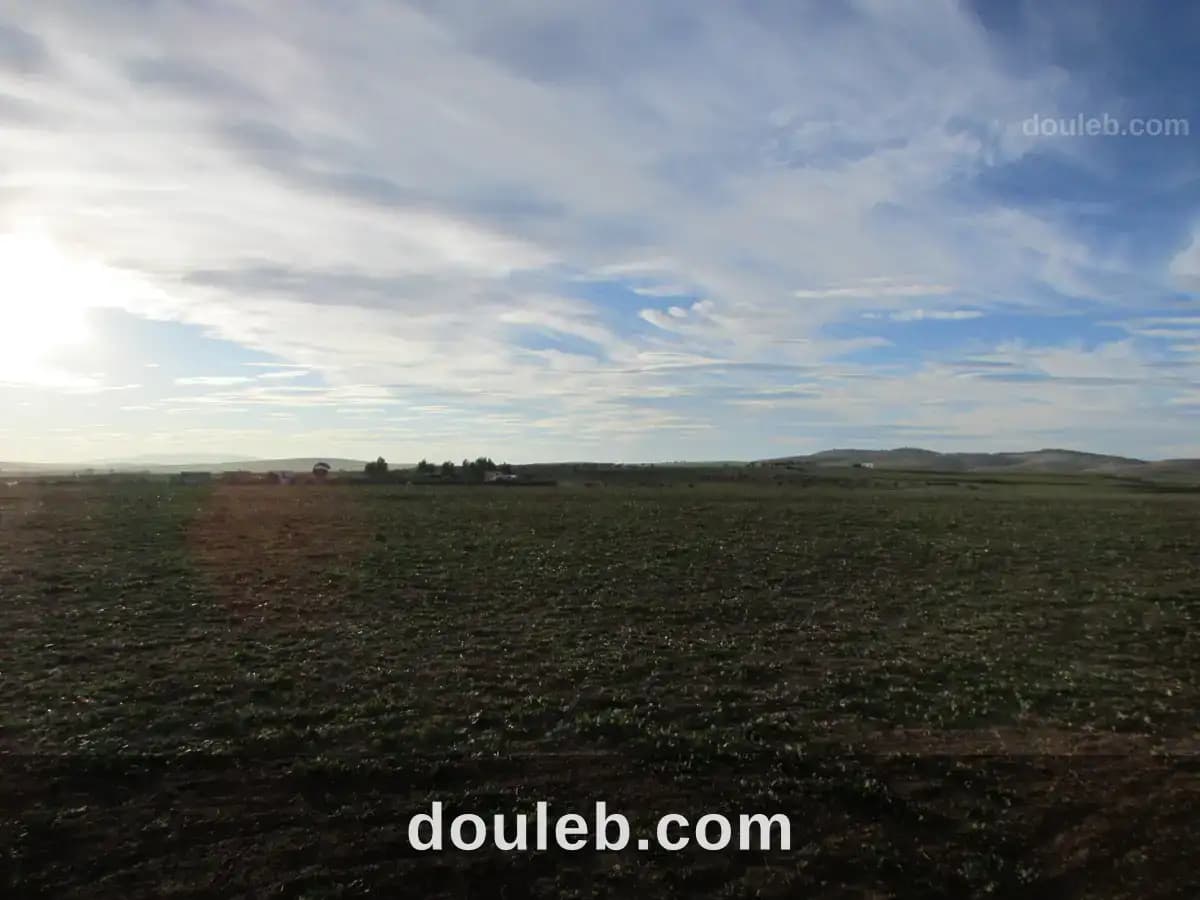 40 hectares pour la plantation d'oliviers - Miniature 2