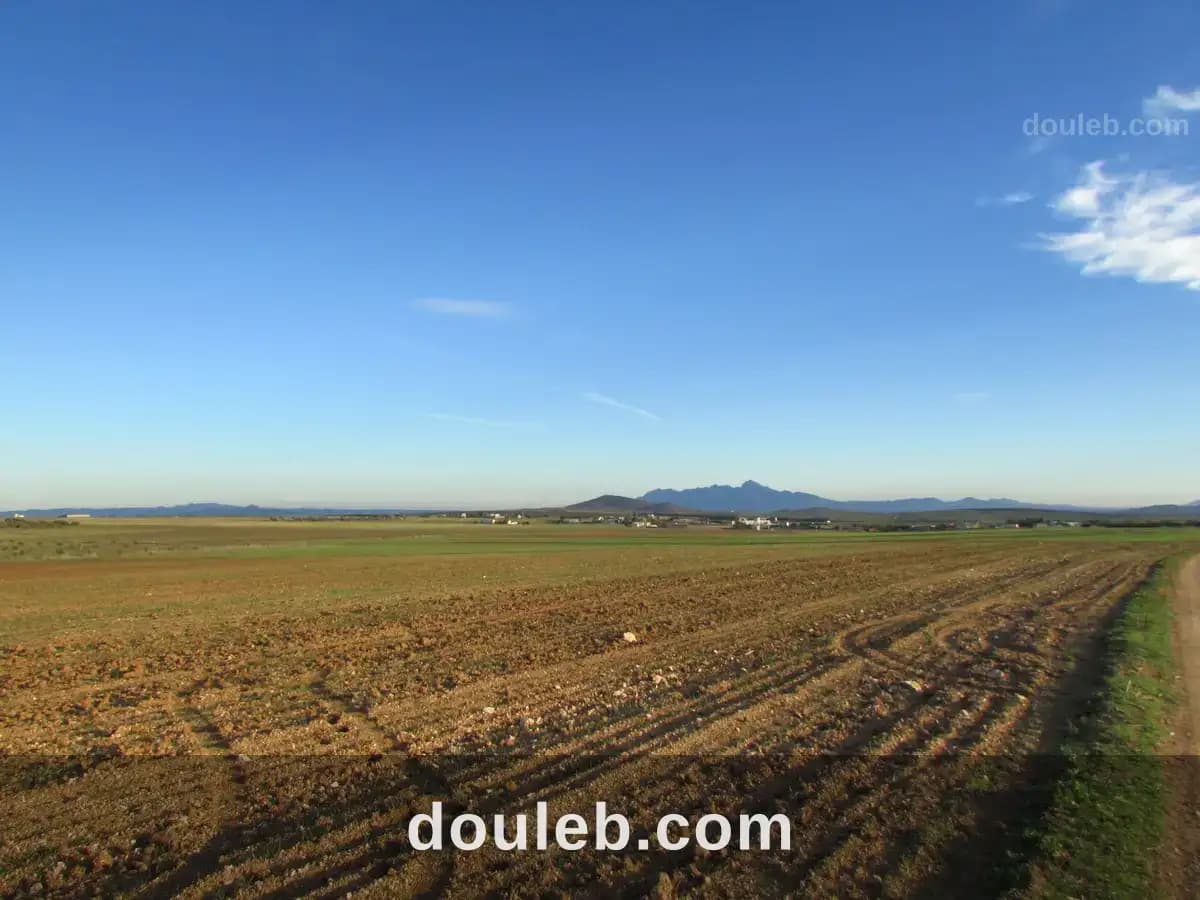 40 hectares pour la plantation d'oliviers - Miniature 3