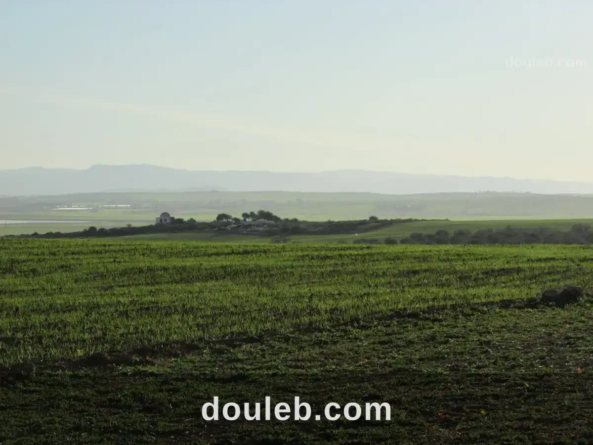 40 hectares pour la plantation d'oliviers - Miniature 4