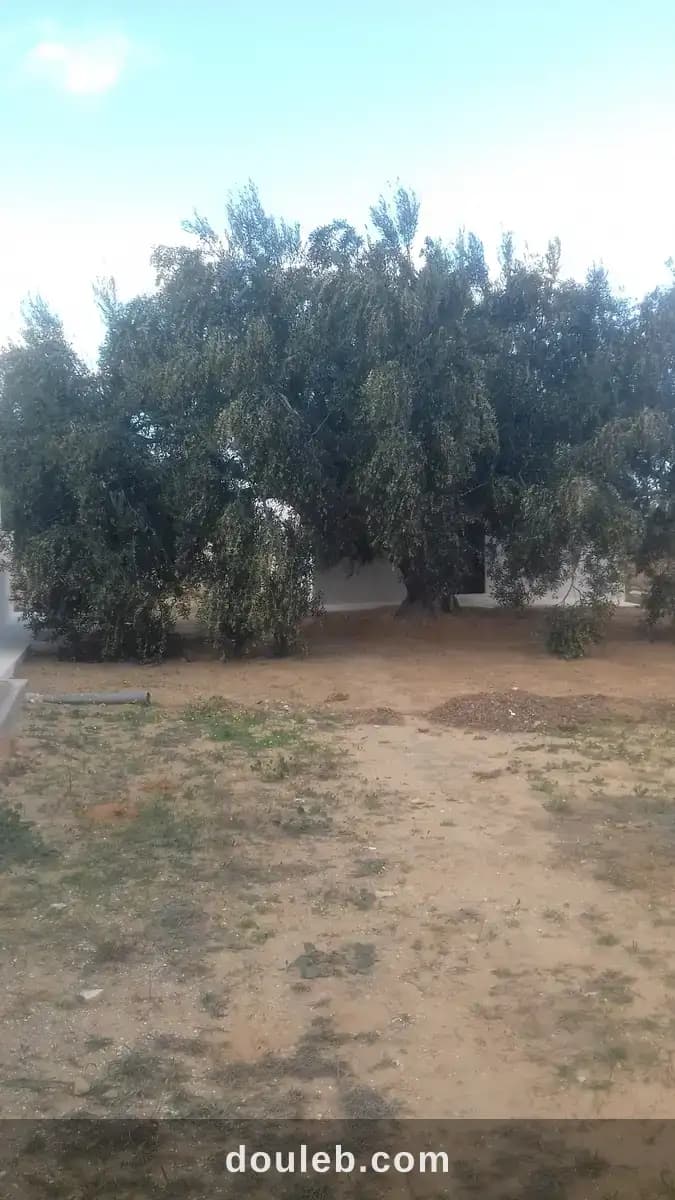 Huile d'olive bio de djerba 4175 el may - Photo 1