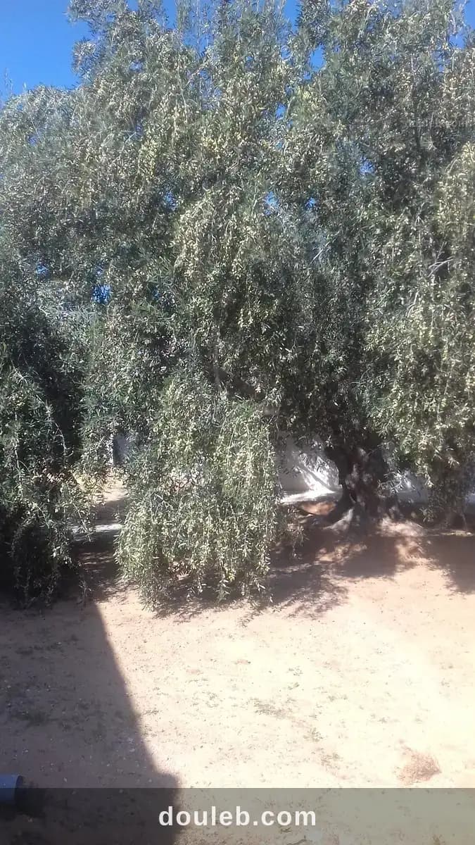 Huile d'olive bio de djerba 4175 el may - Miniature 2