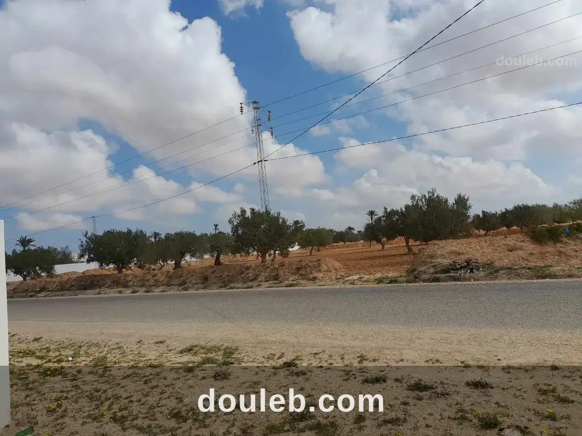 Huile d'olive bio de djerba 4175 el may - Miniature 3