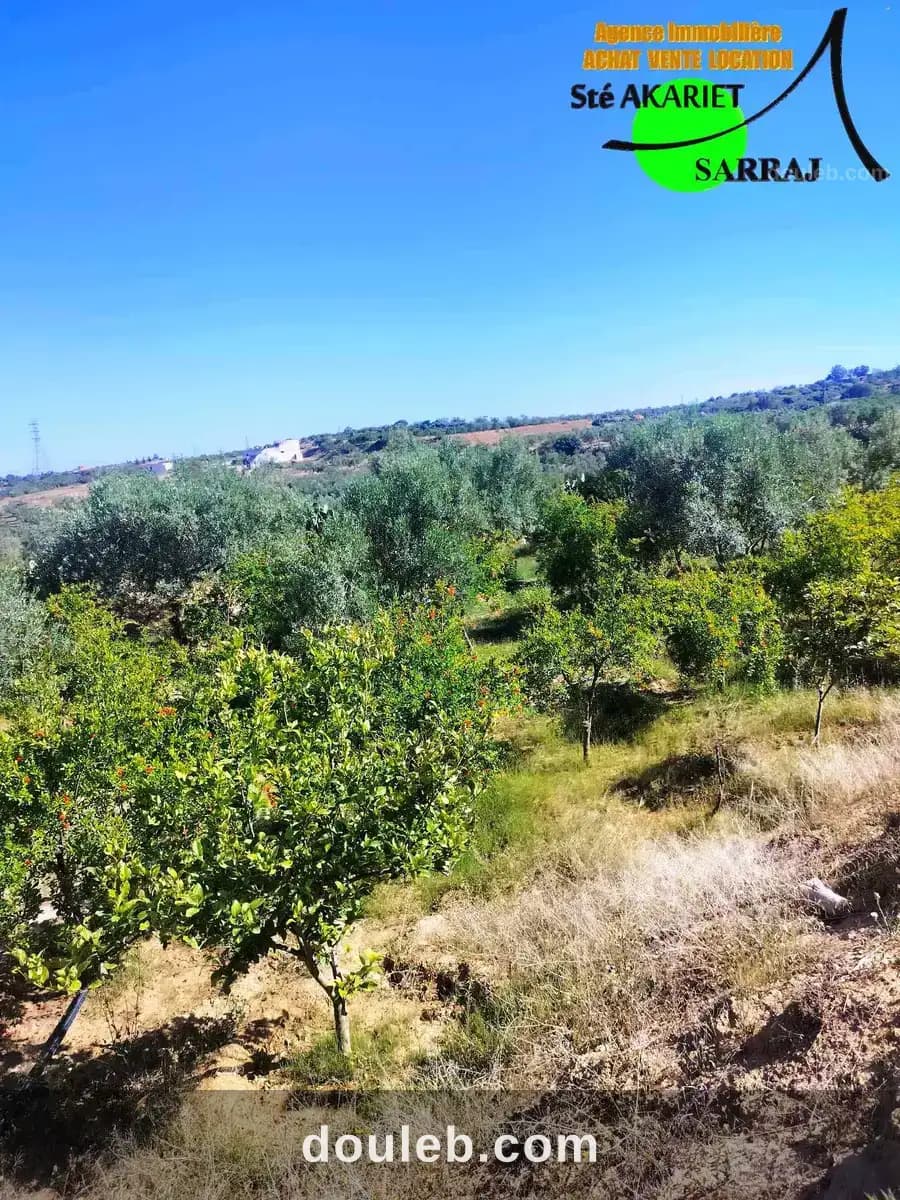 Senya 2 hectares à kalaa kebira vers el henya - Miniature 3
